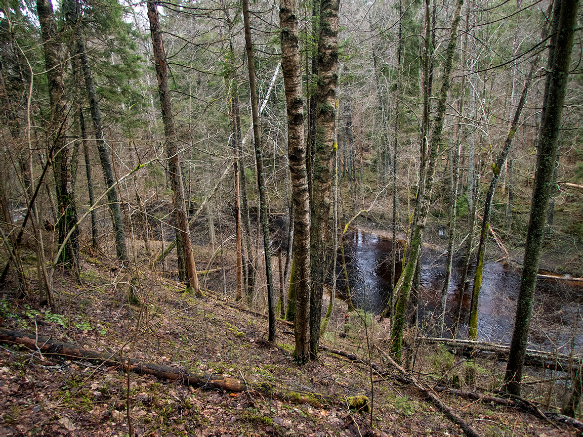 Заказник "Голубые озёра", image of landscape/habitat.