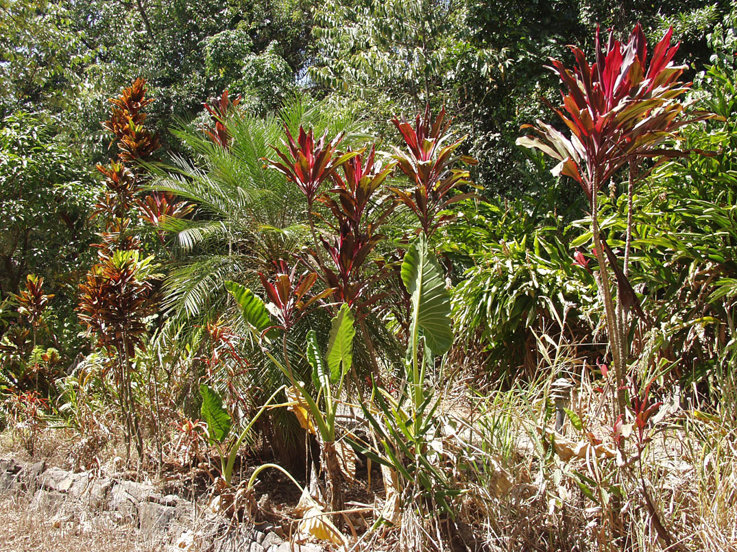 Cape Tribulation, image of landscape/habitat.