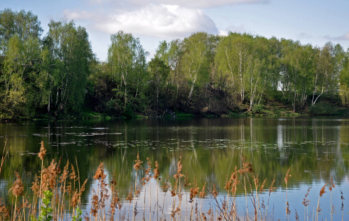 Железнодорожный, image of landscape/habitat.