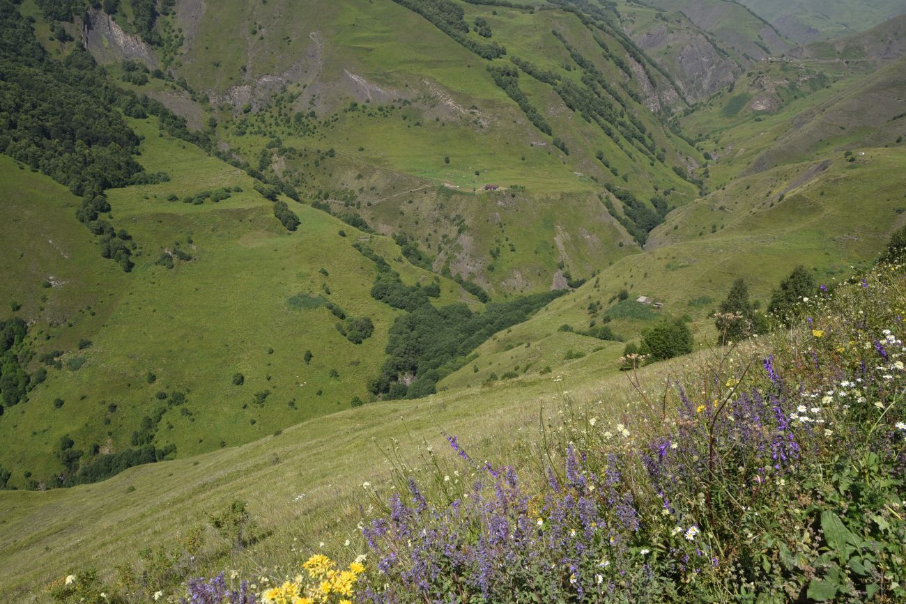 Долина реки Шикаройакх, image of landscape/habitat.