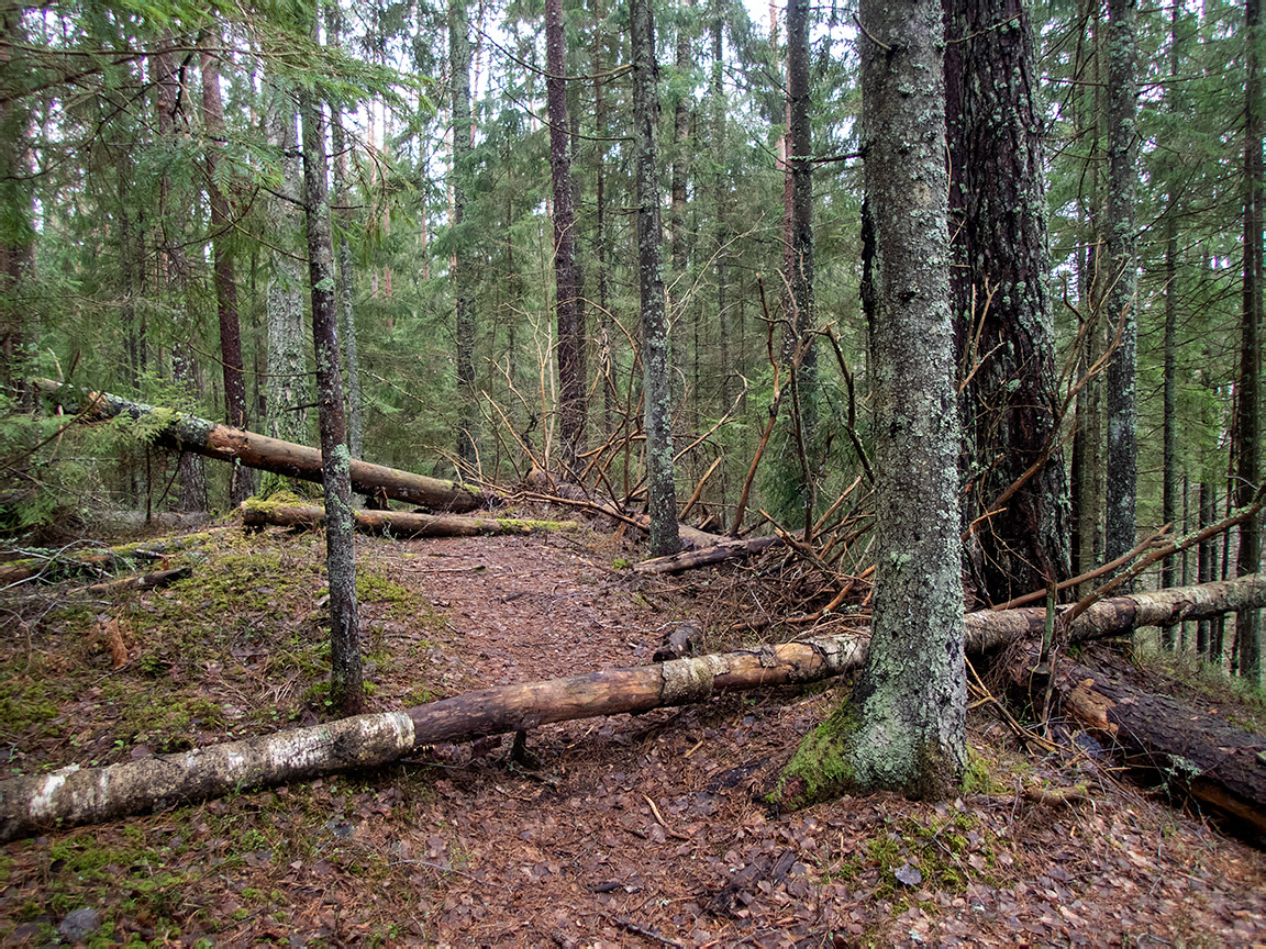 Заказник "Голубые озёра", image of landscape/habitat.