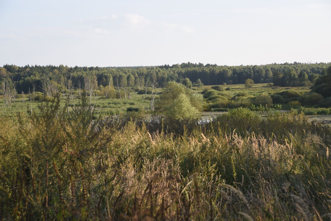 Ягодное болото, image of landscape/habitat.