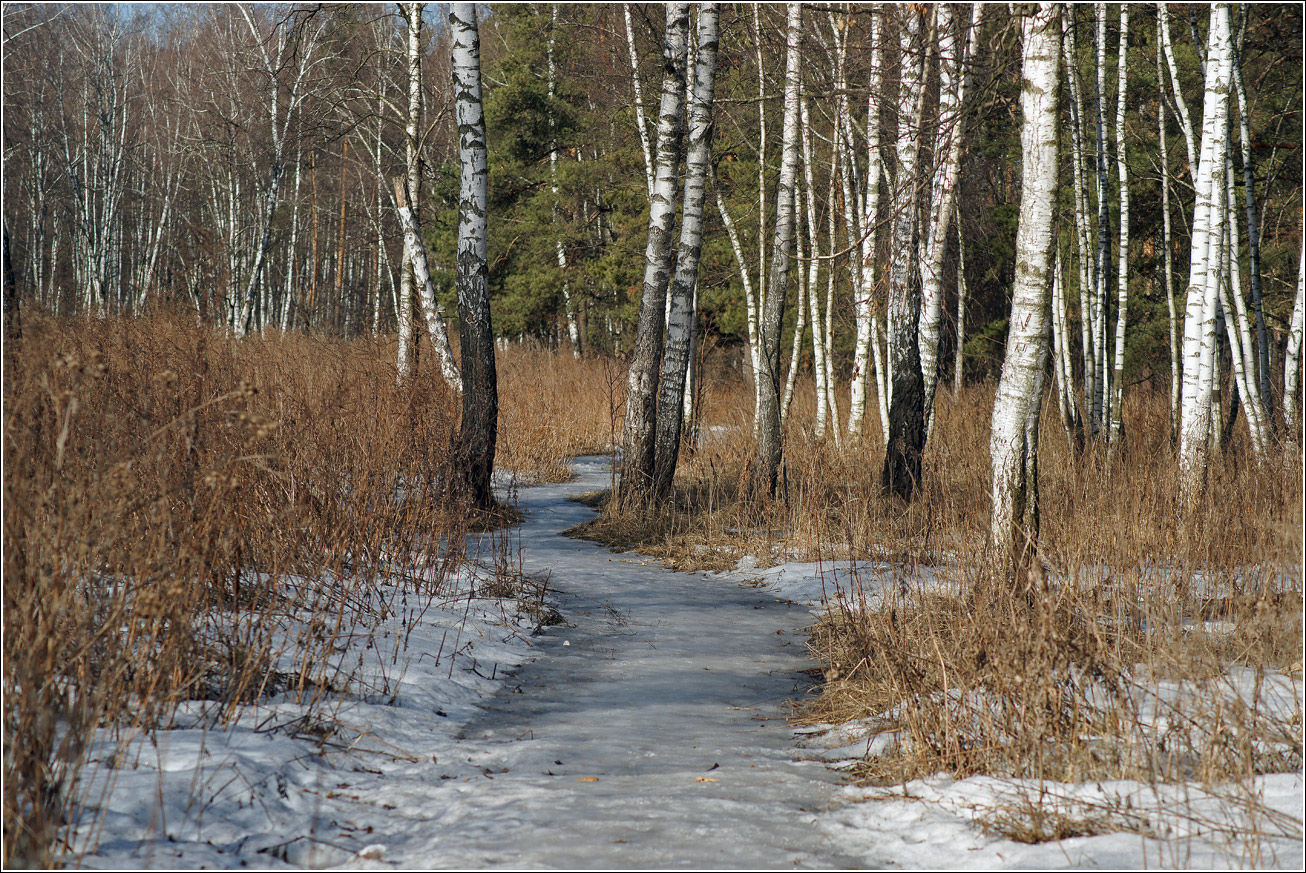 Кузьминский лесопарк, image of landscape/habitat.