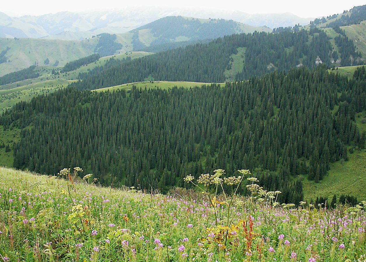 Туюк, image of landscape/habitat.