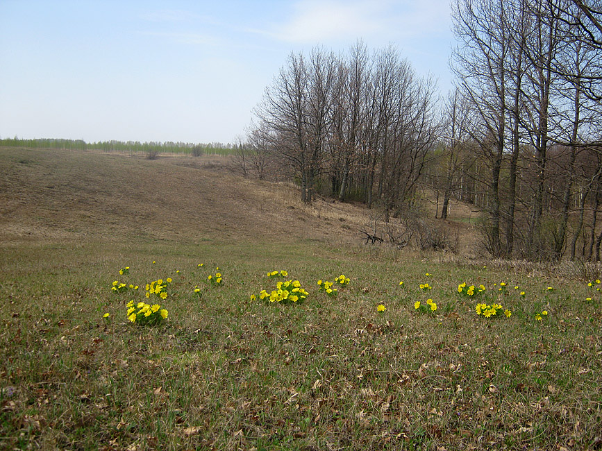 Село Ново-Зубово, image of landscape/habitat.