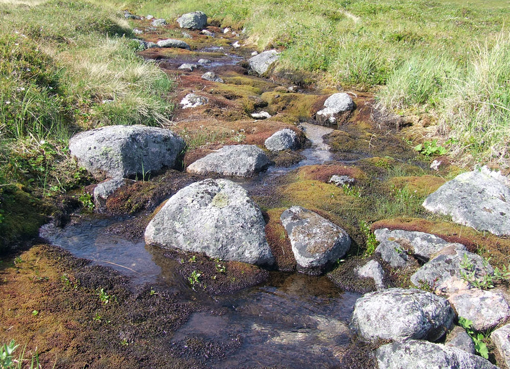 Дальние Зеленцы, image of landscape/habitat.