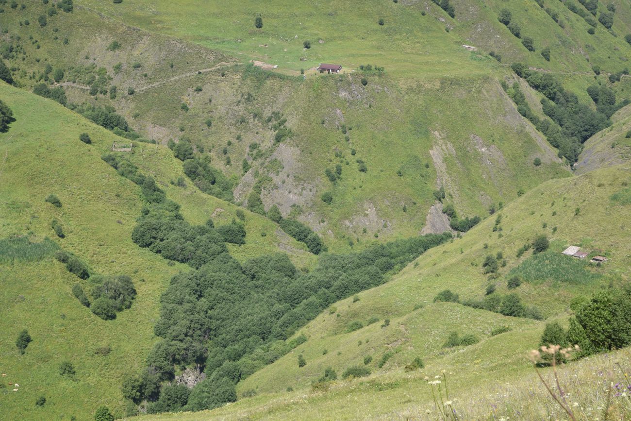 Долина реки Шикаройакх, image of landscape/habitat.