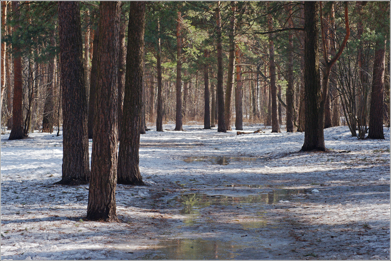 Кузьминский лесопарк, image of landscape/habitat.