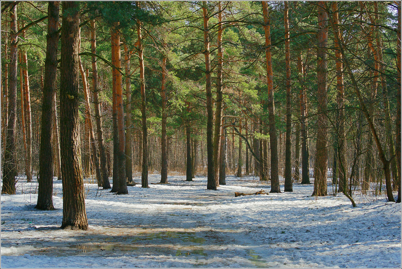 Кузьминский лесопарк, image of landscape/habitat.