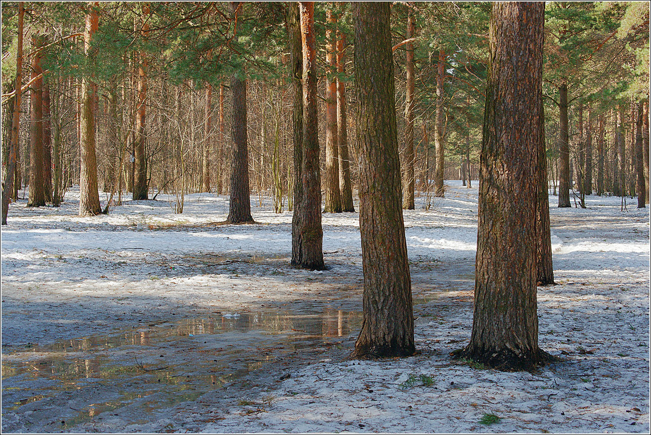 Кузьминский лесопарк, image of landscape/habitat.