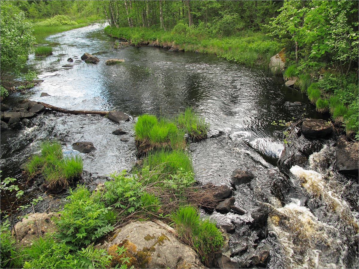 Сегозеро, image of landscape/habitat.