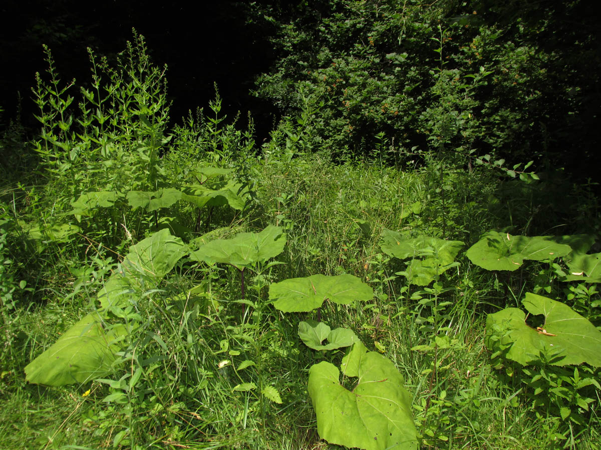 Хараб-Тавель, image of landscape/habitat.