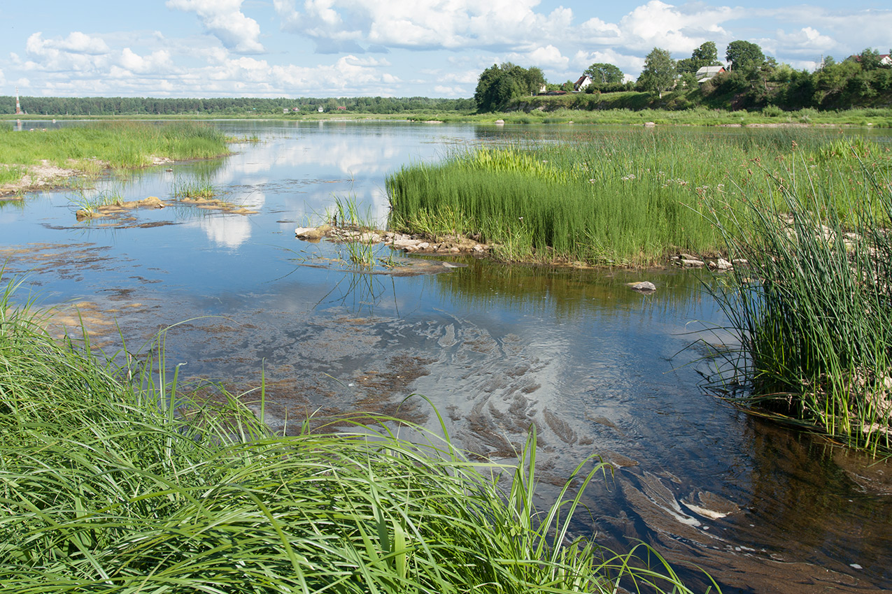 Выбуты, image of landscape/habitat.