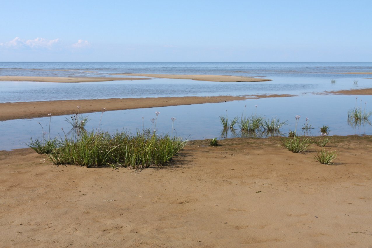 Спицино, image of landscape/habitat.