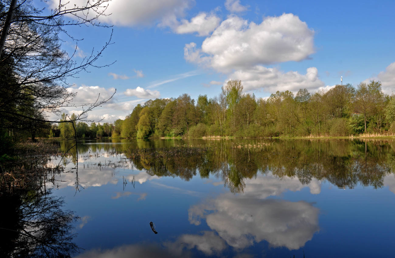 Железнодорожный, image of landscape/habitat.