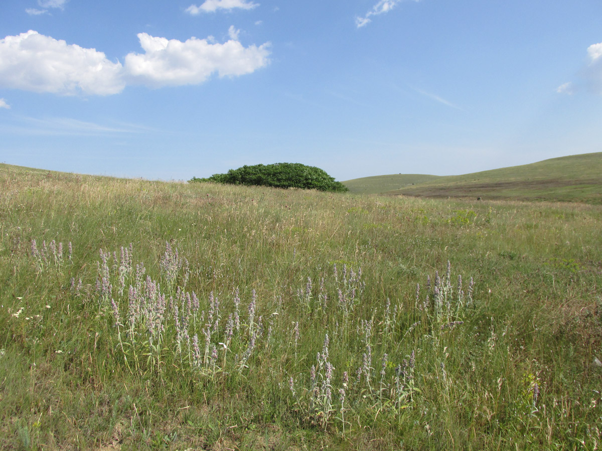 Кипчак, image of landscape/habitat.