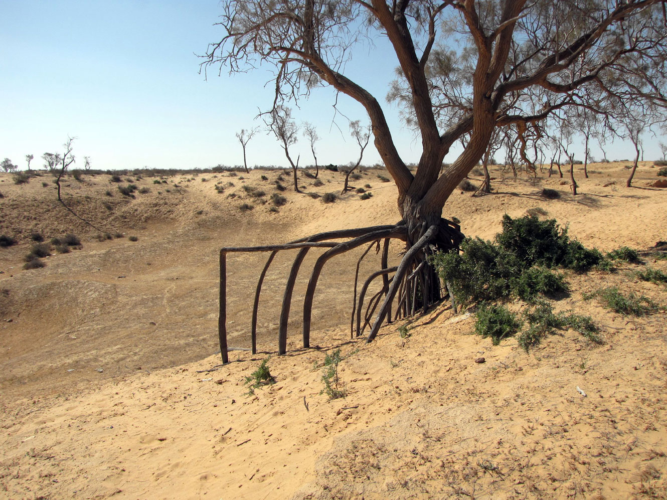 Пески Халуца (Холёт Халюца), image of landscape/habitat.