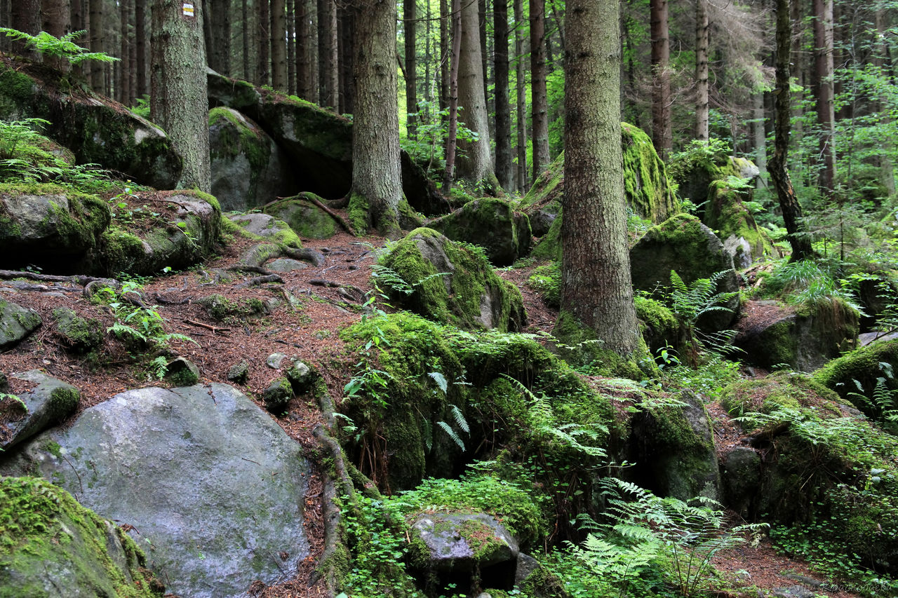 Vyšší Brod a Opatská stezka, image of landscape/habitat.