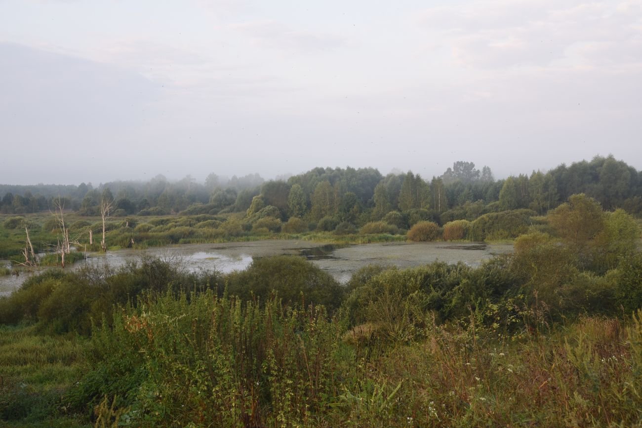 Ягодное болото, image of landscape/habitat.