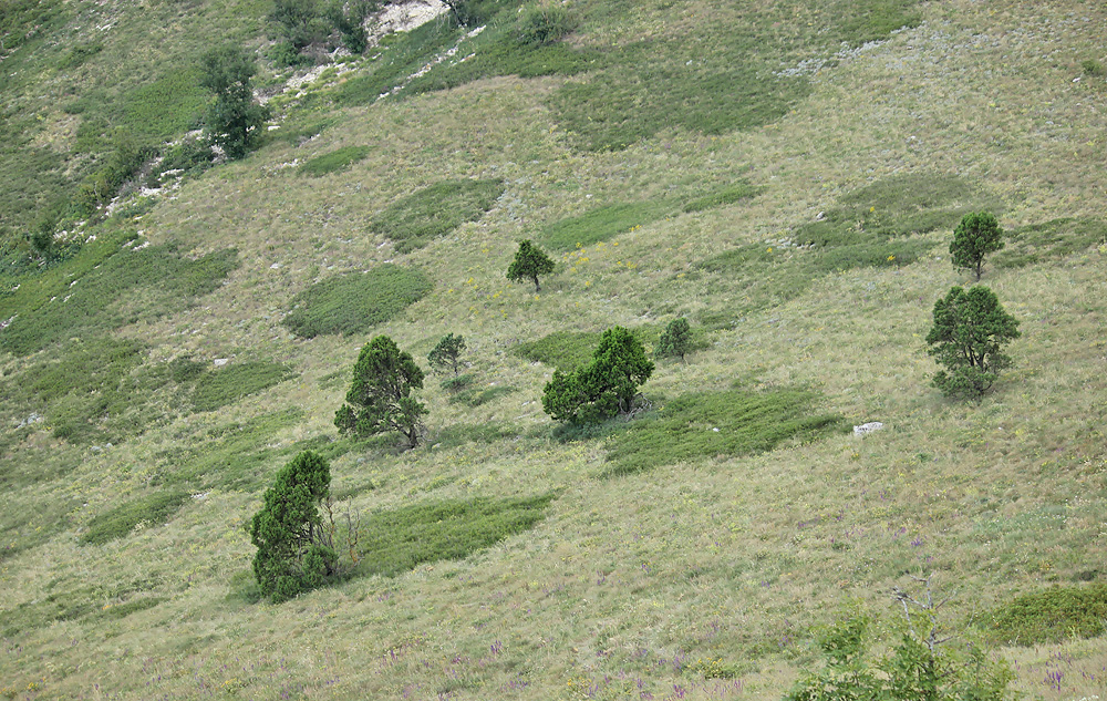 Отроги горы Совхозная, image of landscape/habitat.