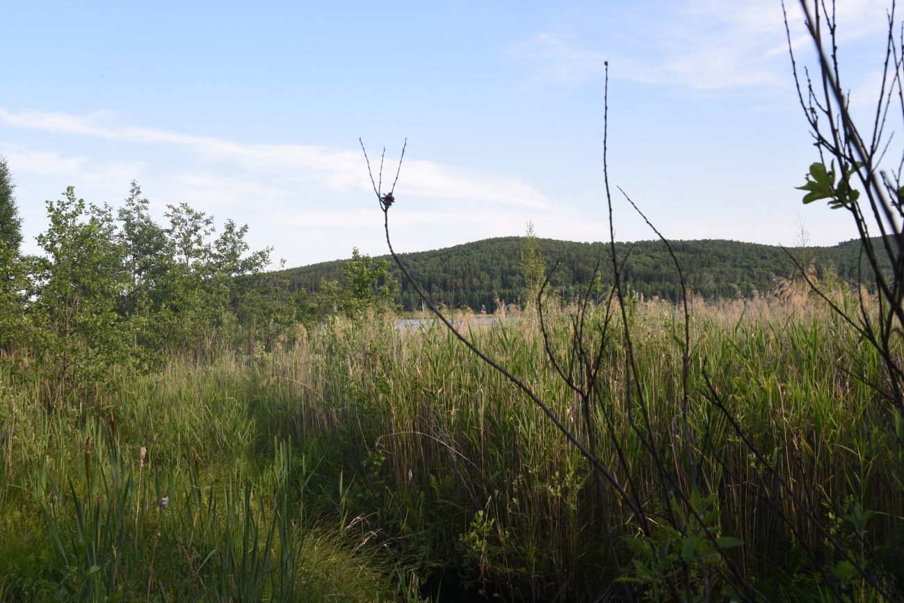 Болото Гладкое, image of landscape/habitat.