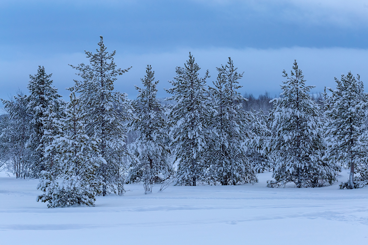 Мурманск, image of landscape/habitat.