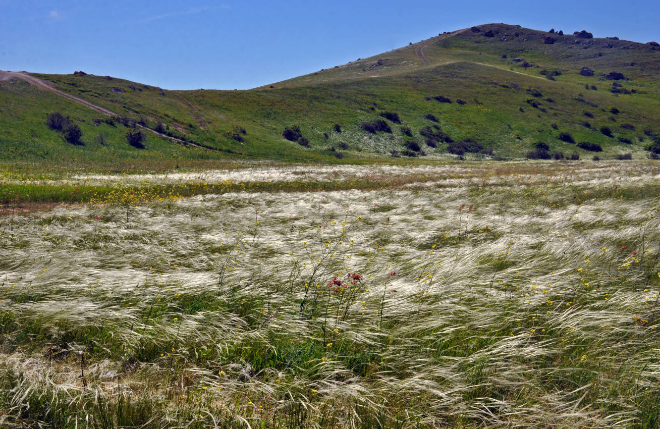 Бухта Шелковица и окрестности, image of landscape/habitat.