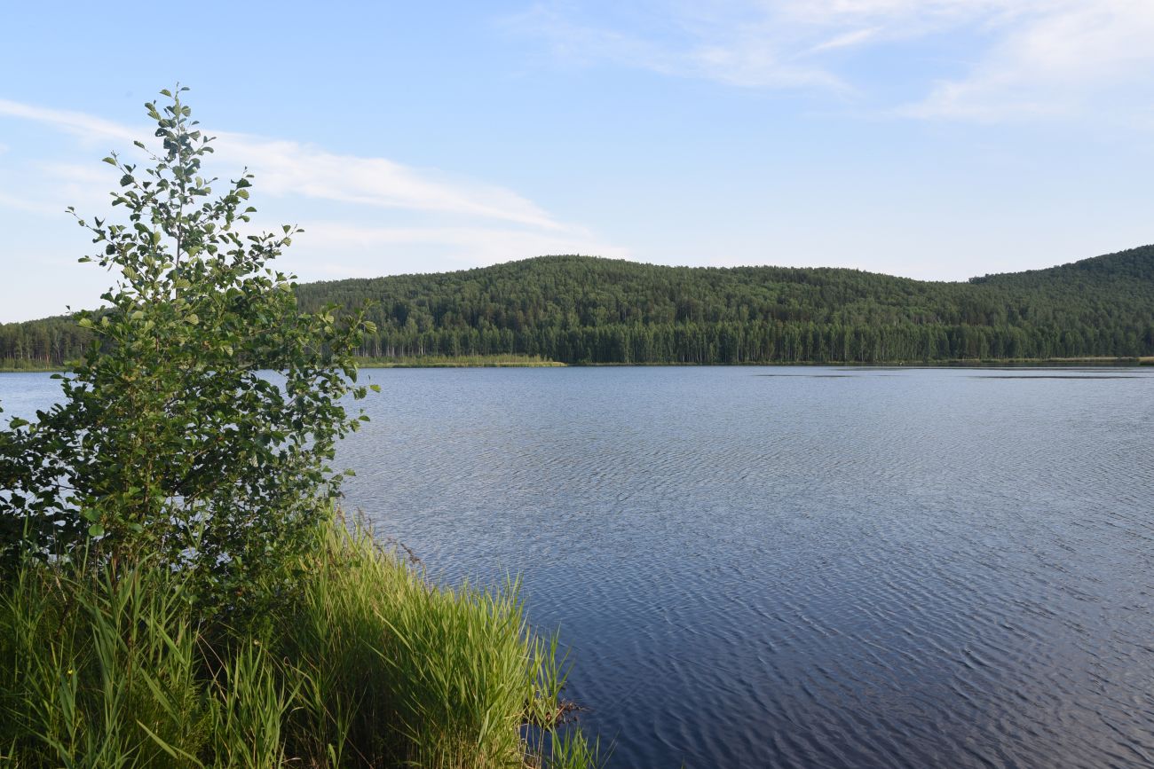 Болото Гладкое, image of landscape/habitat.