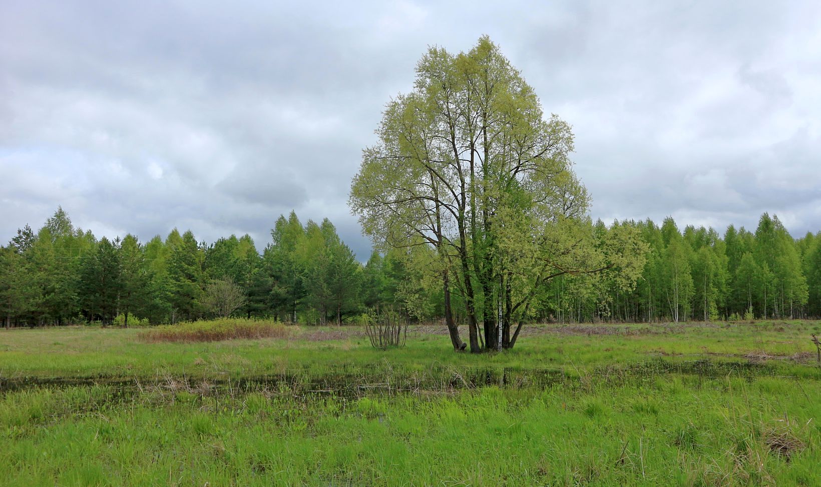 Пойма Вятки у Мамыловки, image of landscape/habitat.