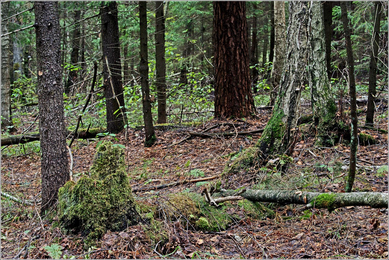 Окрестности Хрипани, image of landscape/habitat.