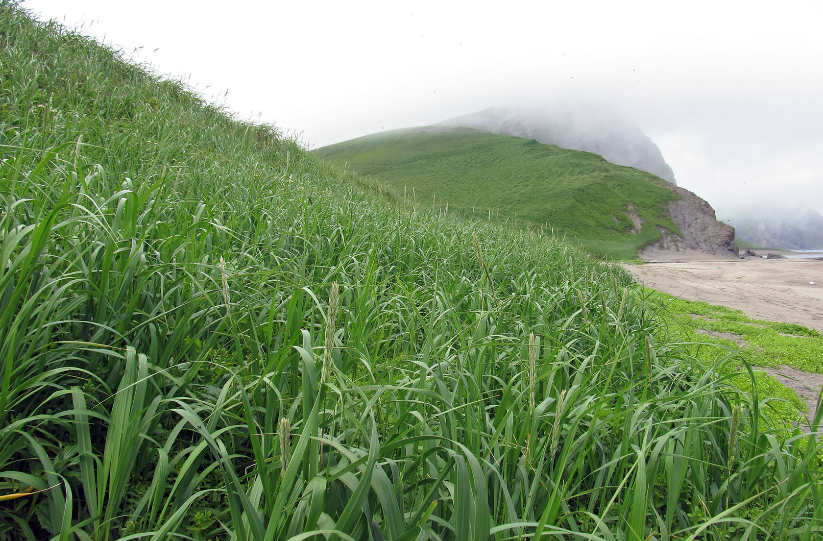 Остров Медный, image of landscape/habitat.