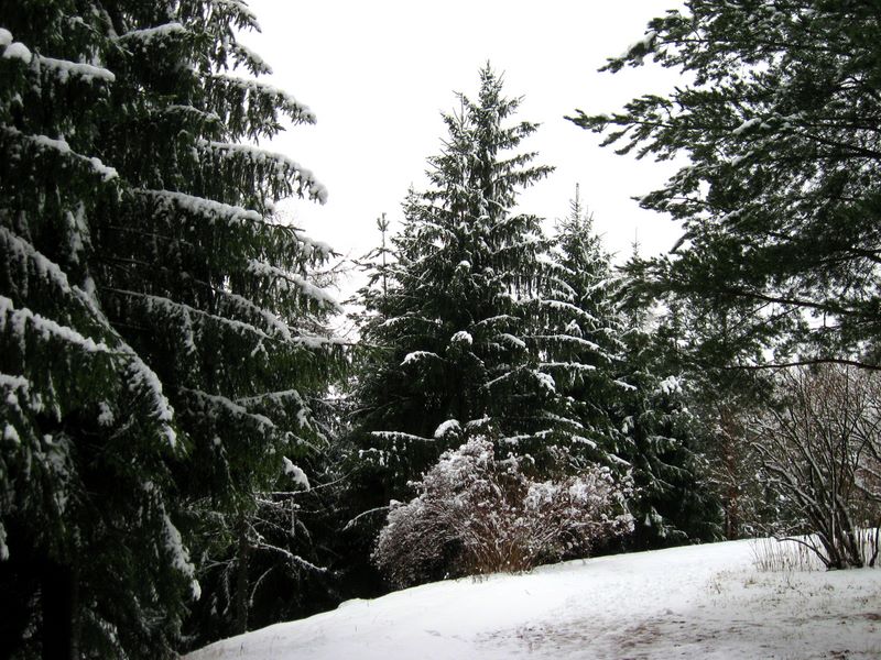 Город Пушкин, image of landscape/habitat.