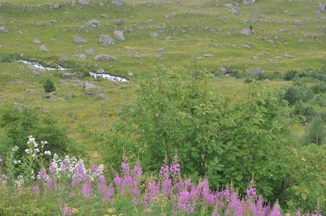 Окрестности села Рошка, image of landscape/habitat.