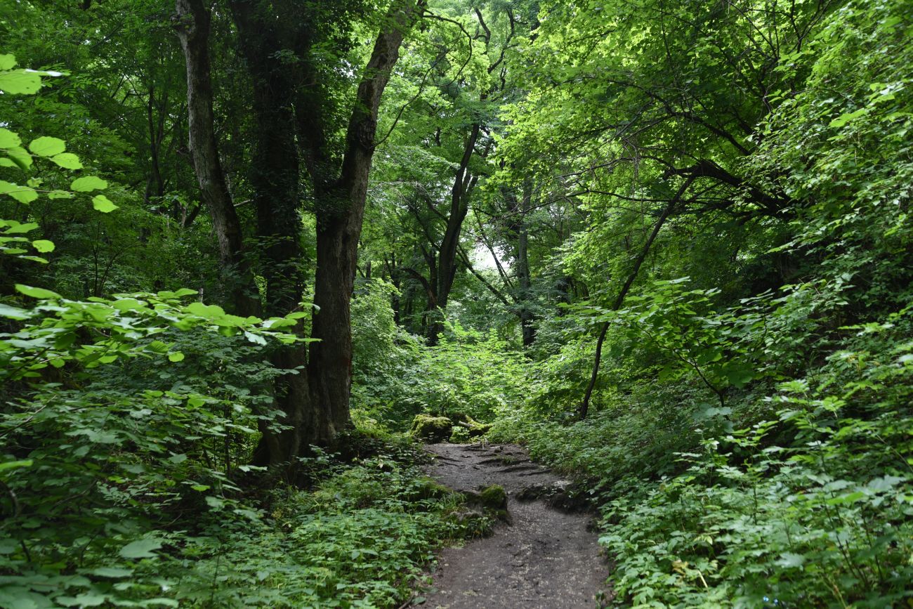 Окрестности ручья Мезмайский, image of landscape/habitat.