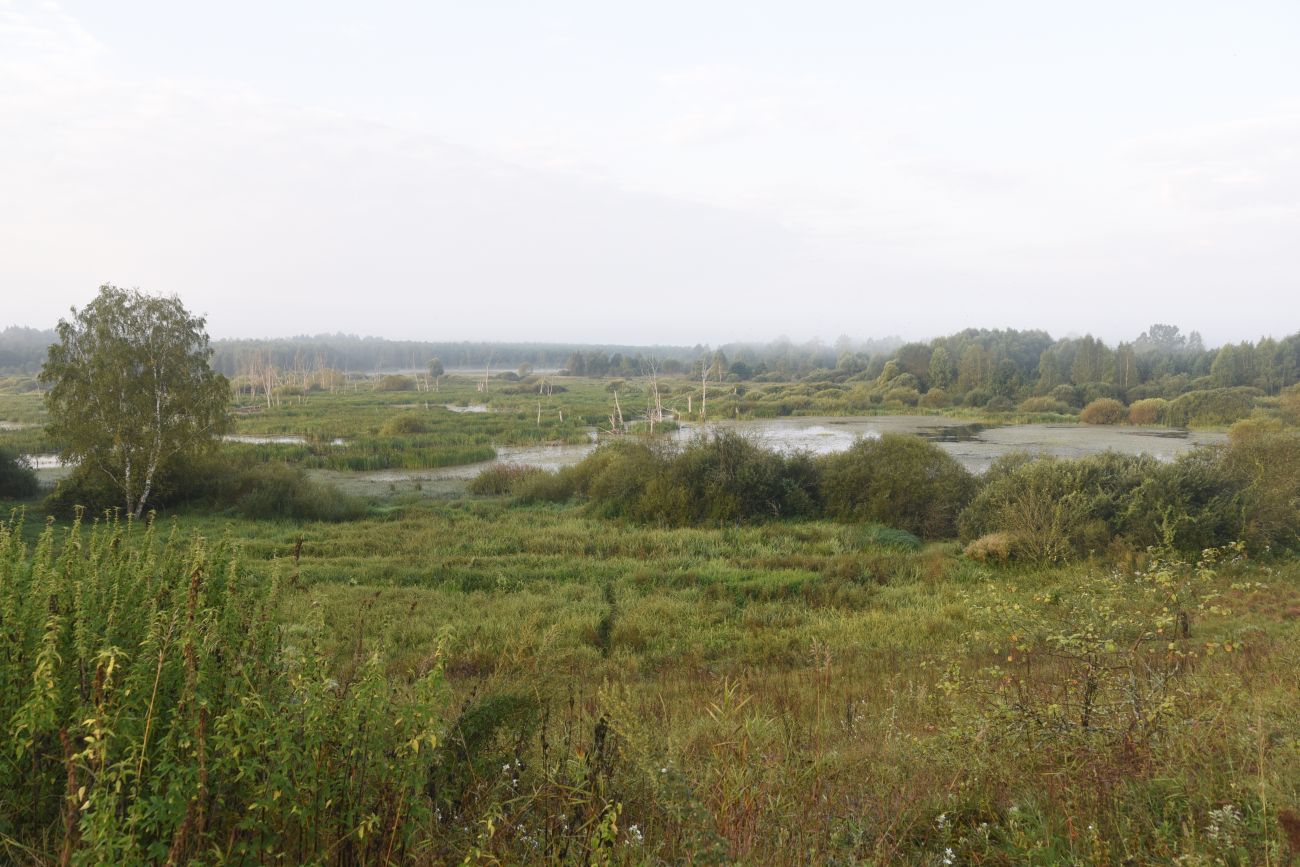 Ягодное болото, image of landscape/habitat.