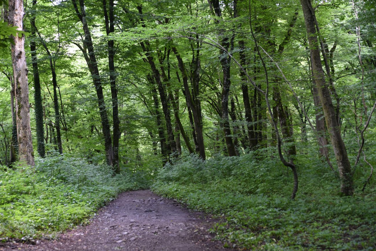 Долина Белой около Руфабго, image of landscape/habitat.