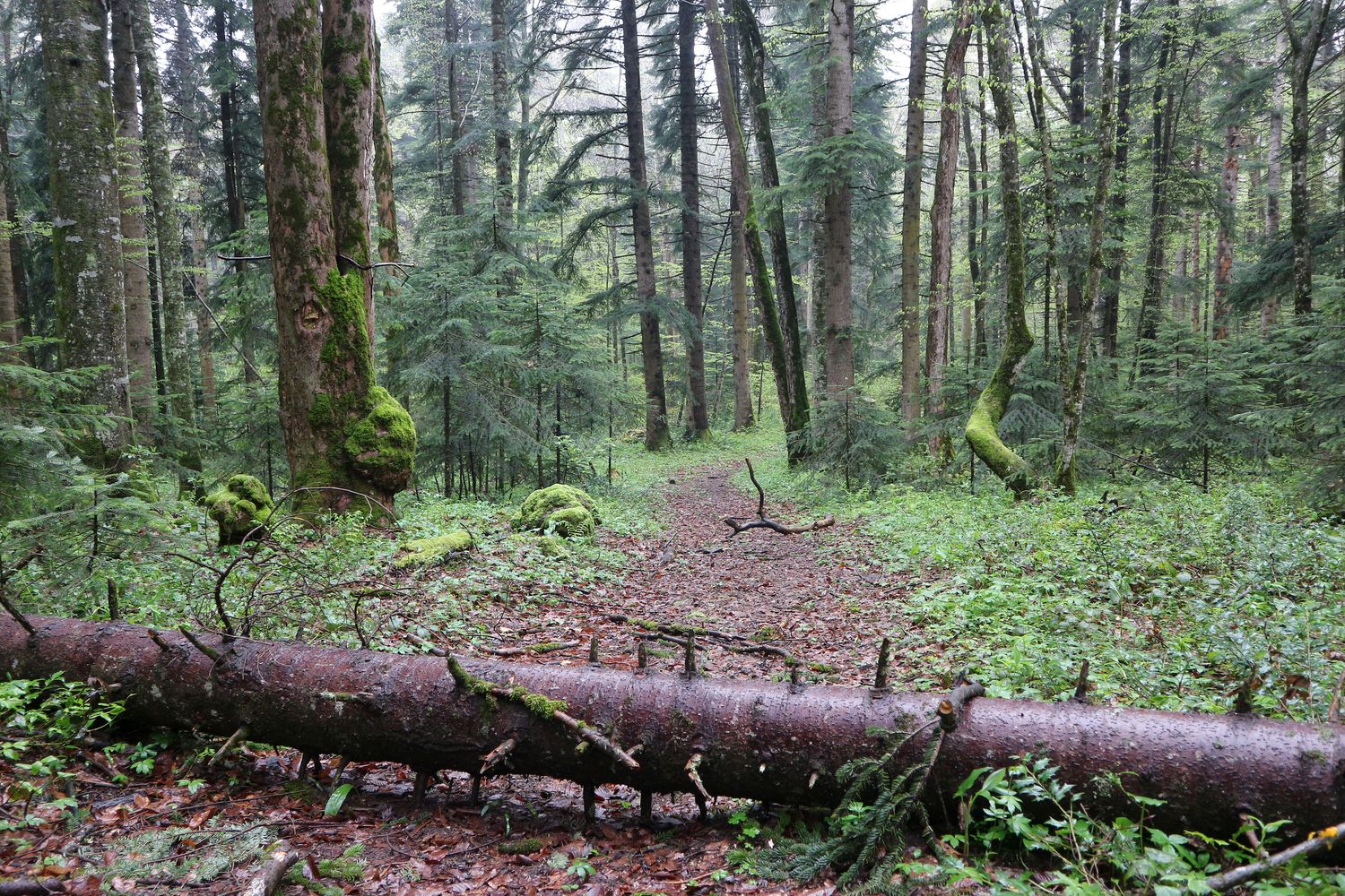 Долина реки Мезмай, image of landscape/habitat.