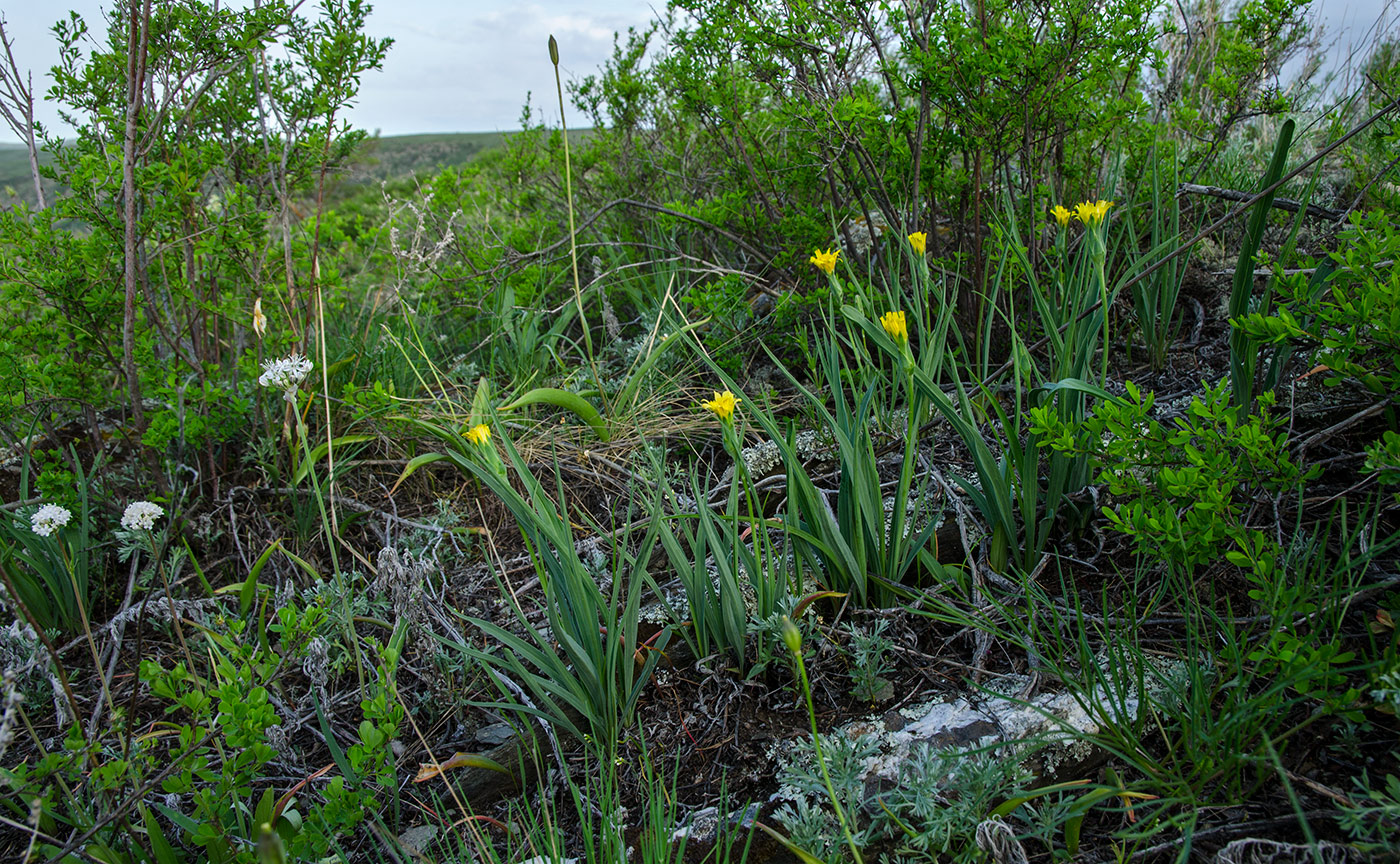 Акназарово и окрестности, image of landscape/habitat.