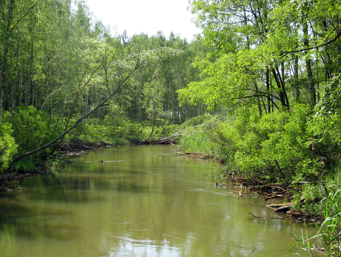 Лебедёвка, image of landscape/habitat.