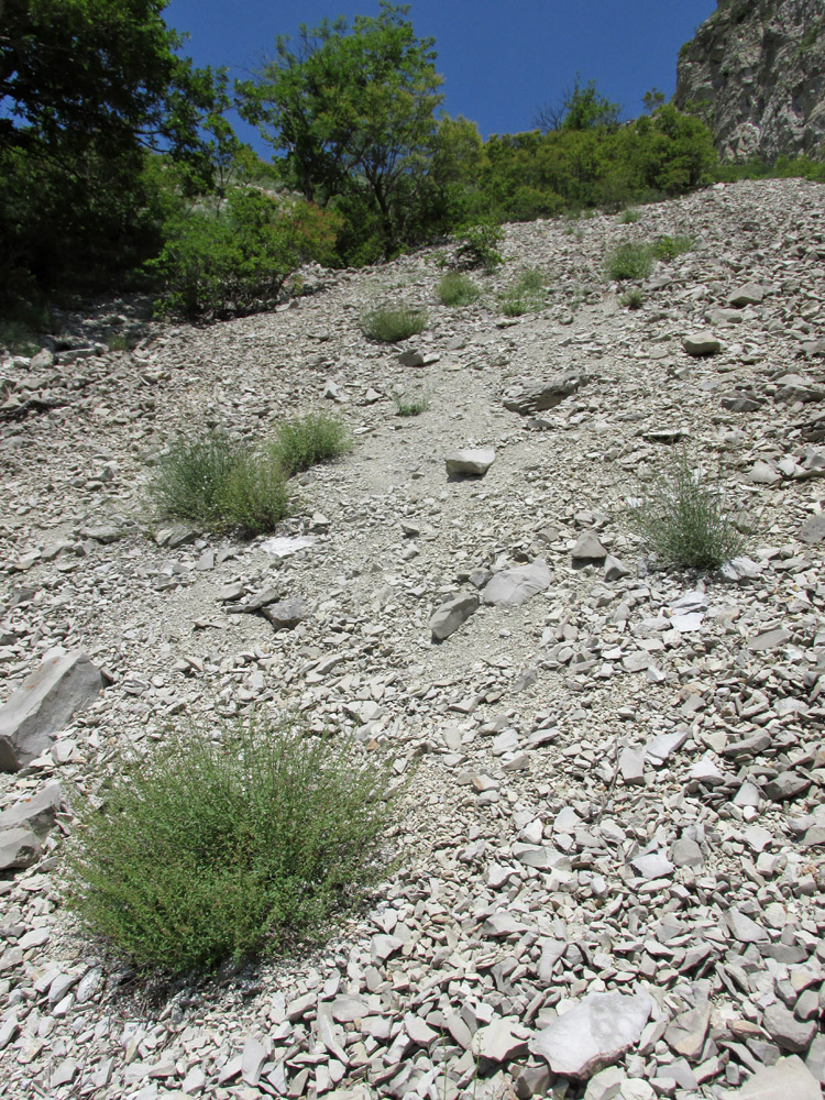 Сулакский каньон, image of landscape/habitat.