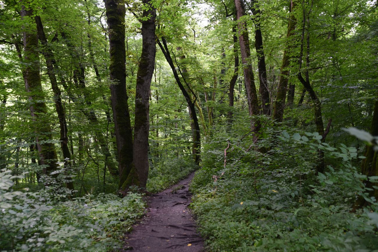 Долина Белой около Руфабго, image of landscape/habitat.