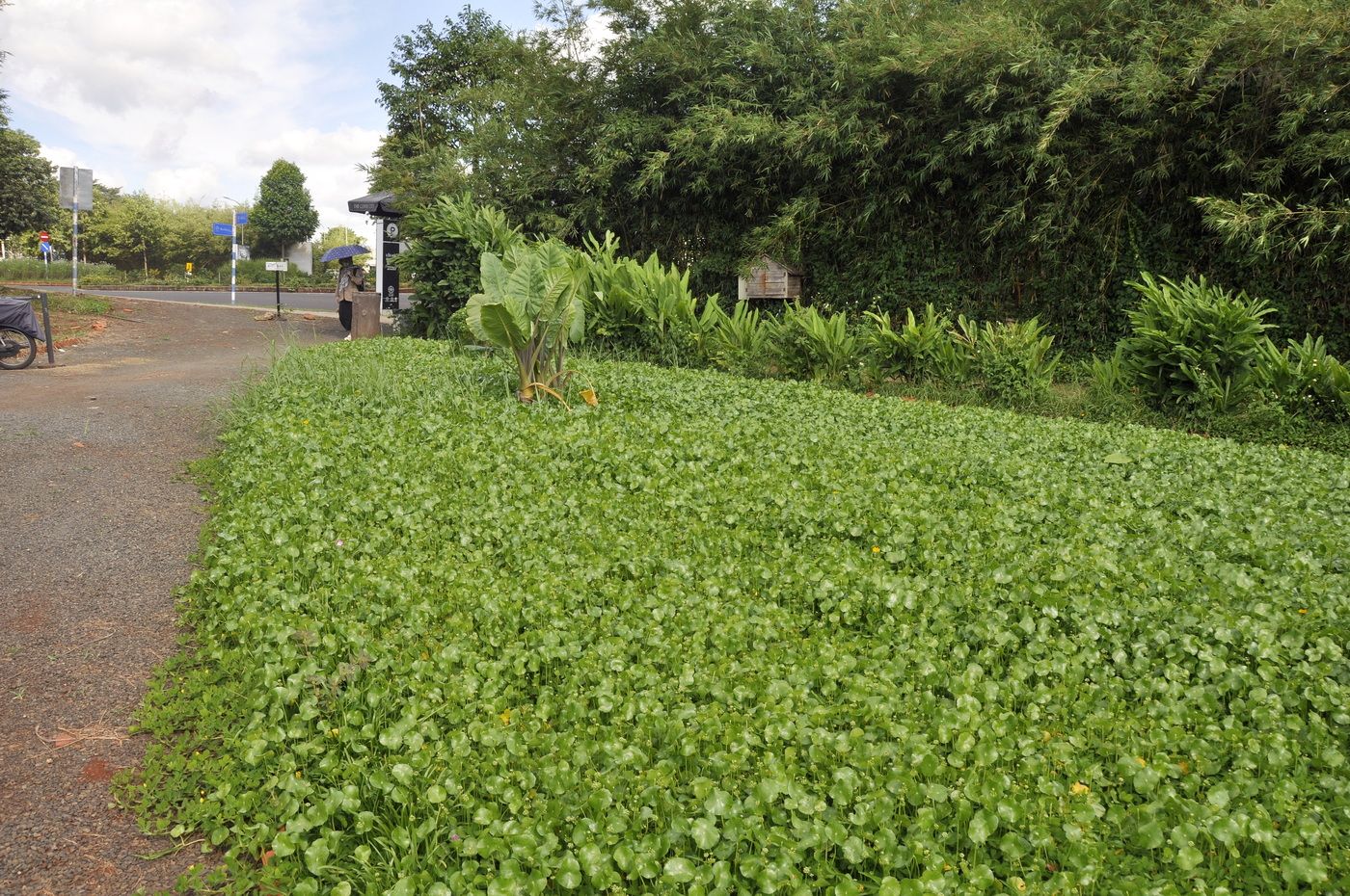 Буонметхуот, image of landscape/habitat.