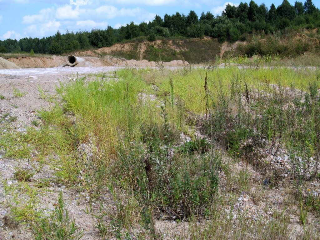 Песчаный карьер "Рутковское", image of landscape/habitat.