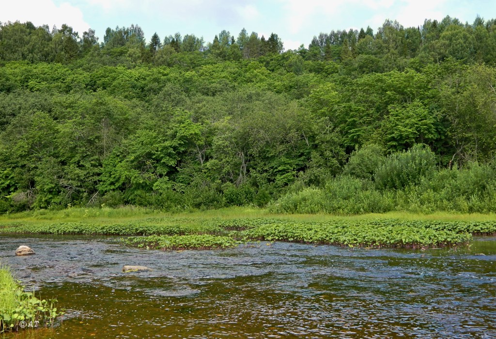 Устье Верхней Ёрги, image of landscape/habitat.