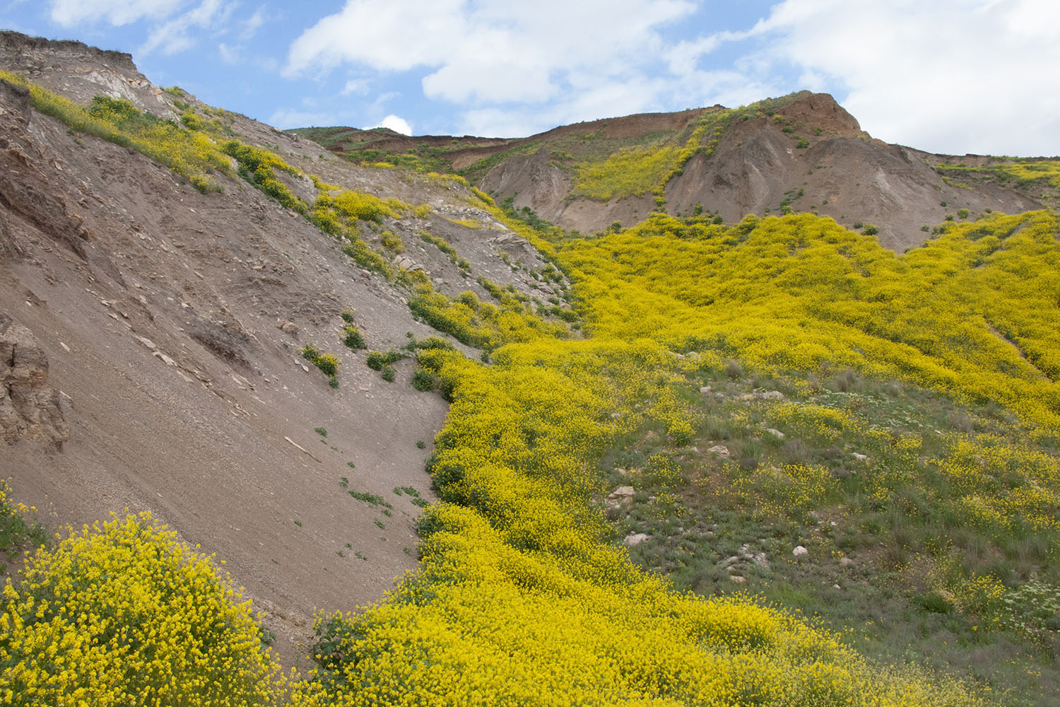 Железный Рог, image of landscape/habitat.