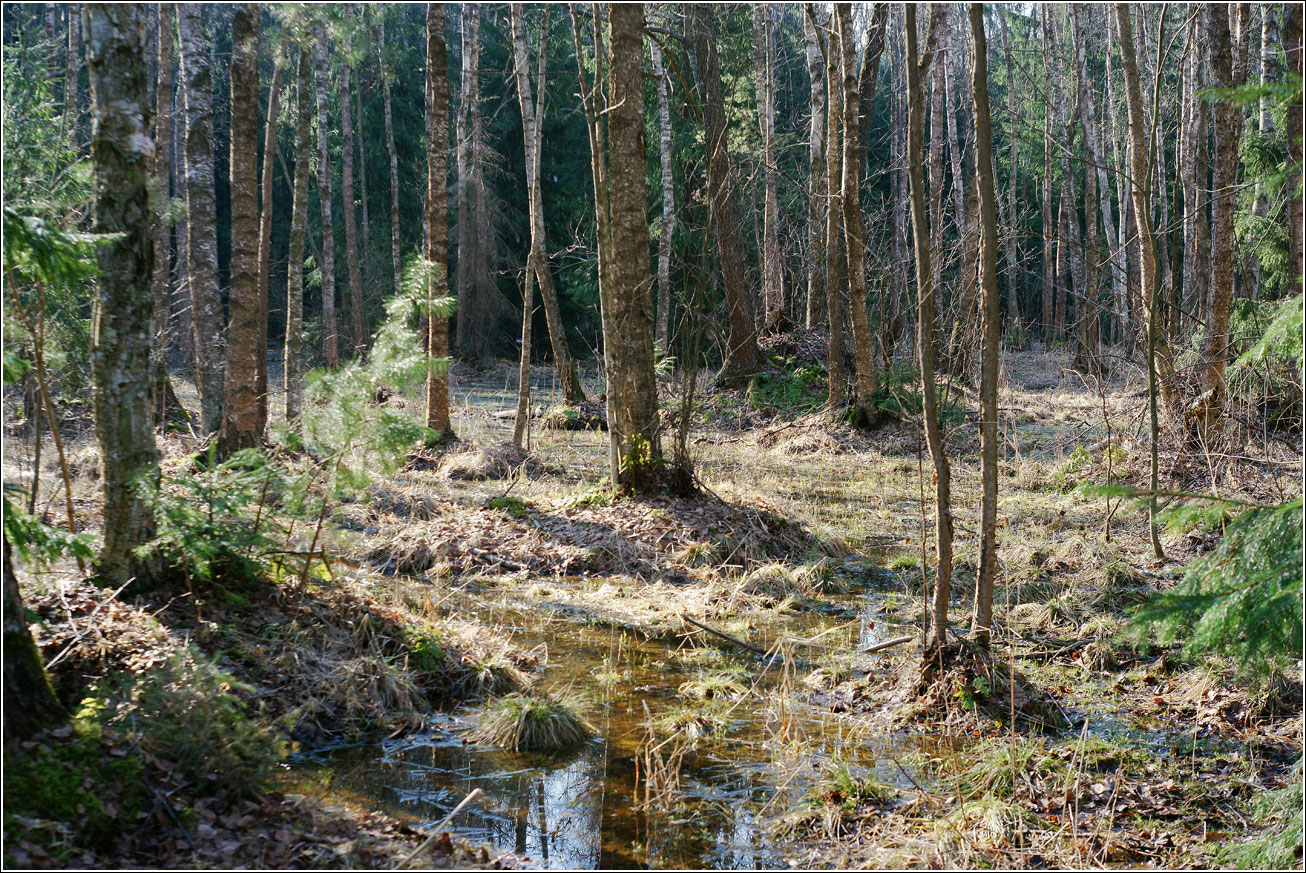 Хрипань, image of landscape/habitat.