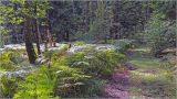 Image of landscape