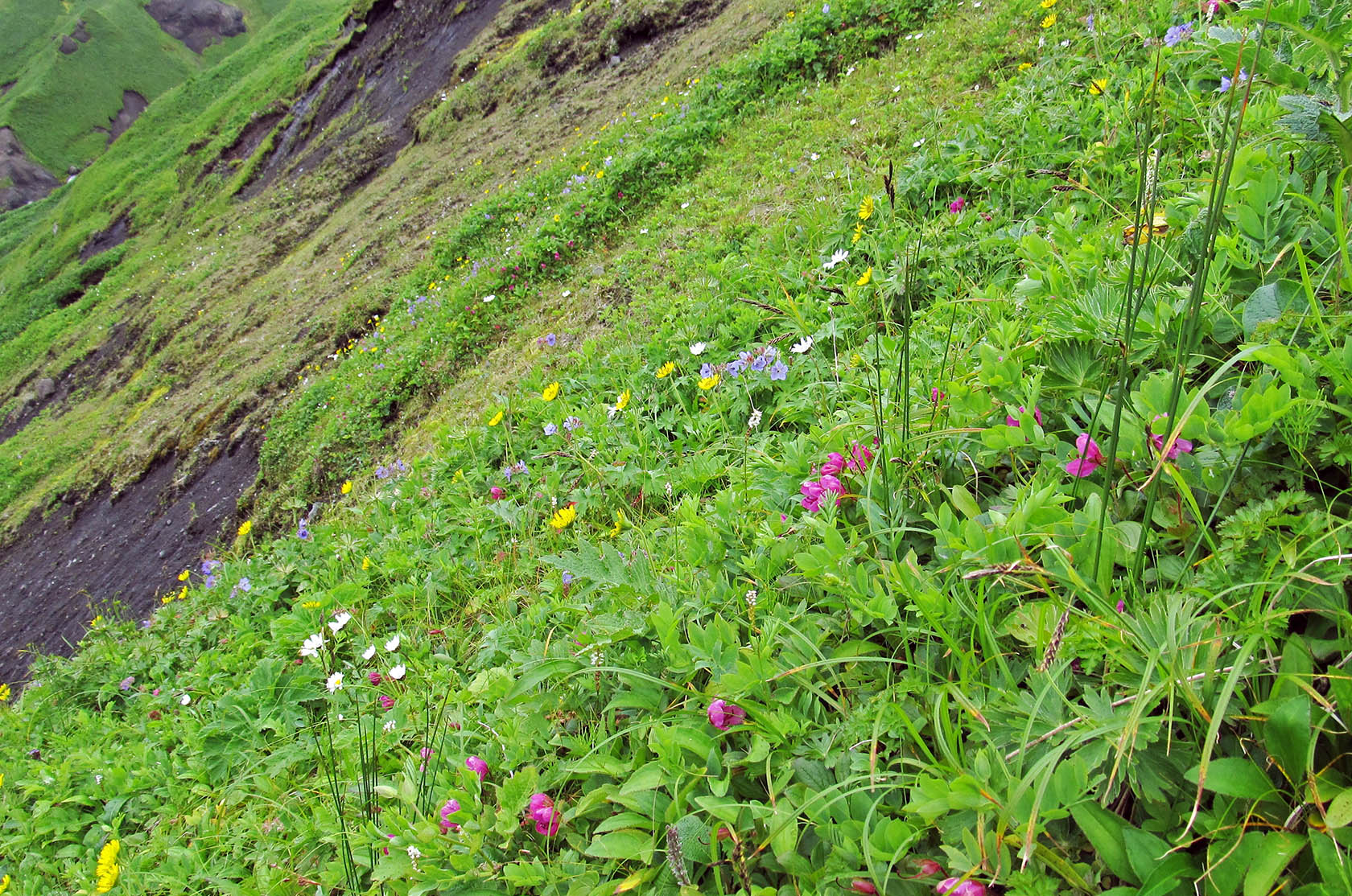 Остров Медный, image of landscape/habitat.