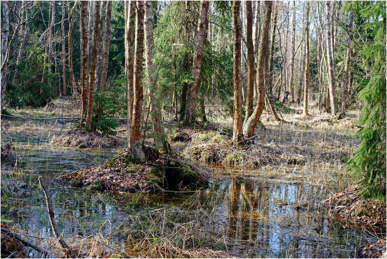 Окрестности Хрипани, image of landscape/habitat.