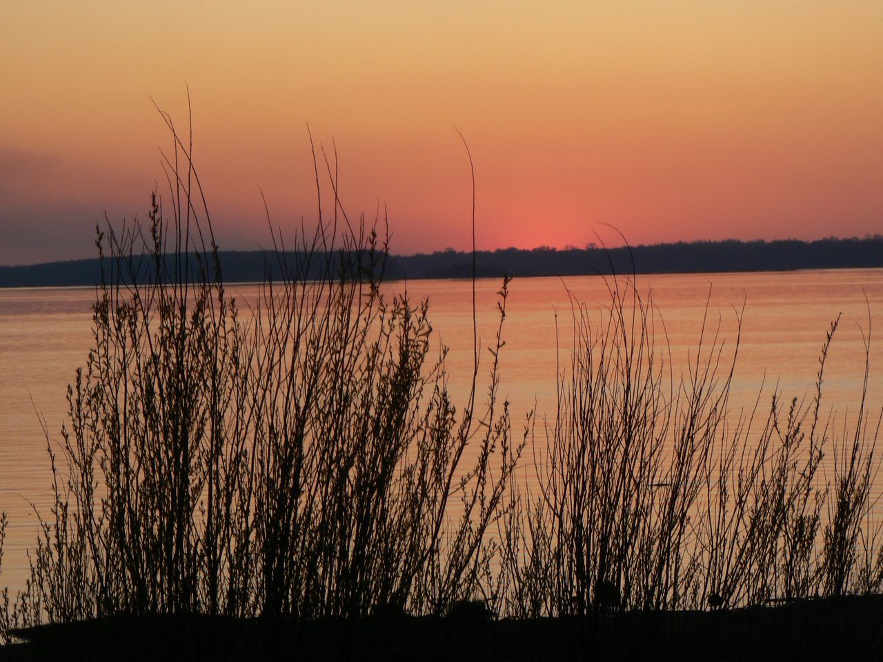 Большой Уссурийский остров, image of landscape/habitat.